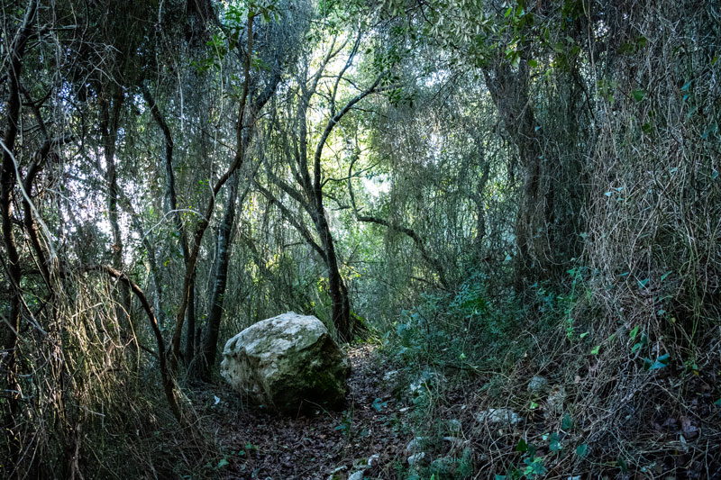 Sentiero nel Bosco della Serra di Mucurone